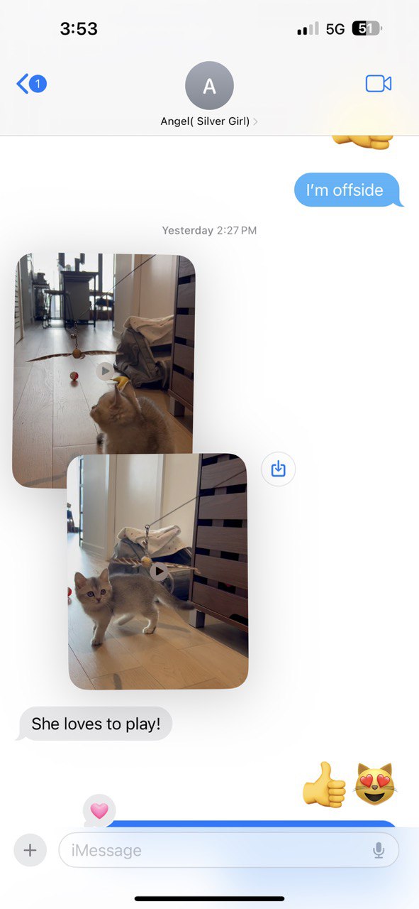 Kitty Palace Cattery - Scottish Kittens For Sale. Customer reviews