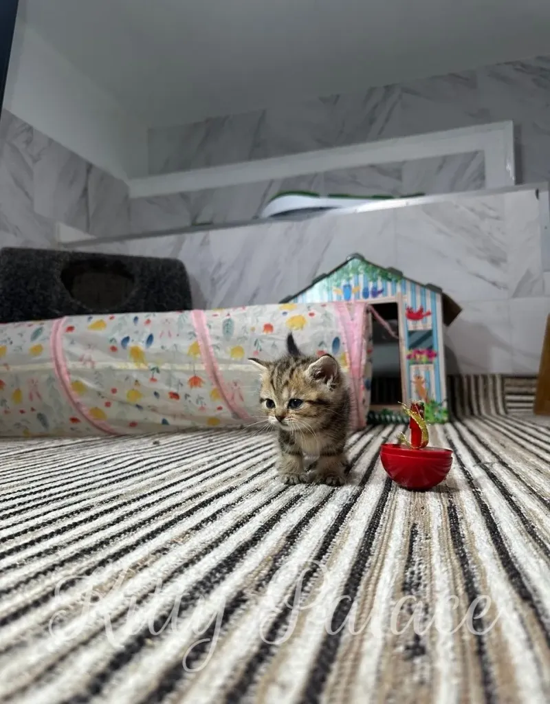 Playful kitten exploring its surroundings on a striped carpet with toys and a cozy background