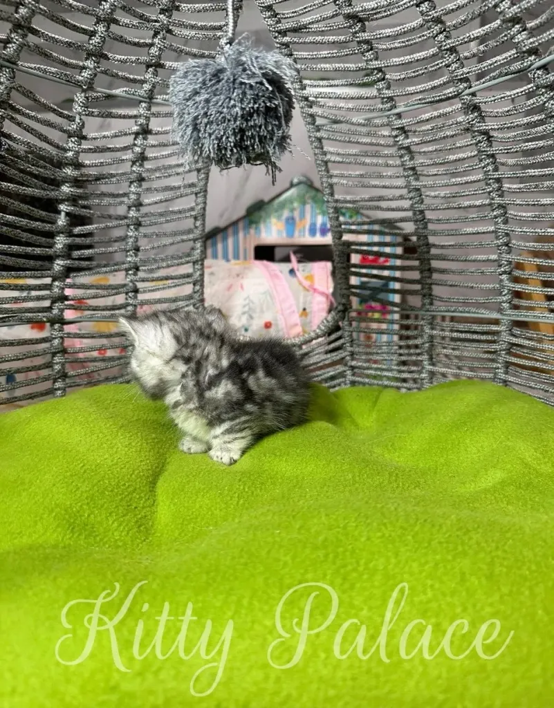 Playful young kitty enjoying its day on a soft, vibrant green blanket in a cozy and decorative wicker basket
