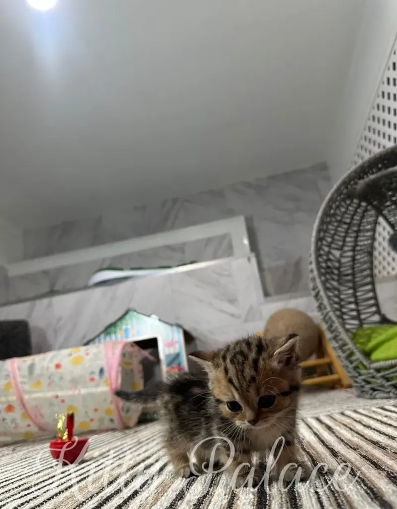 Small tabby kitten exploring an indoor environment, surrounded by toys and comfortable furnishings