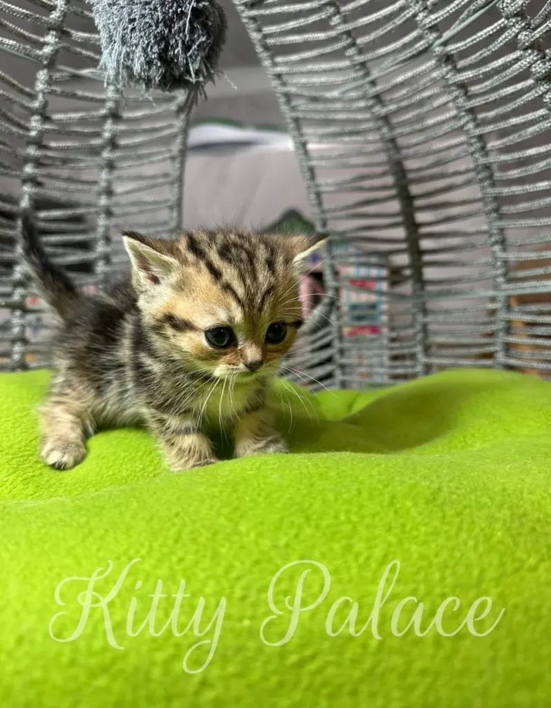 Tiny kitten surrounded by a soft green blanket inside a stylish basket
