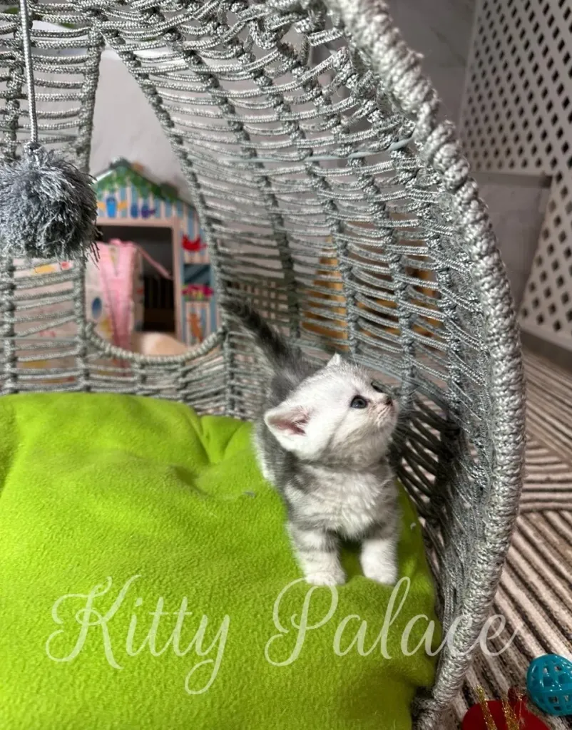 Young gray kitten exploring a woven pod bed with a green blanket and colorful toys around