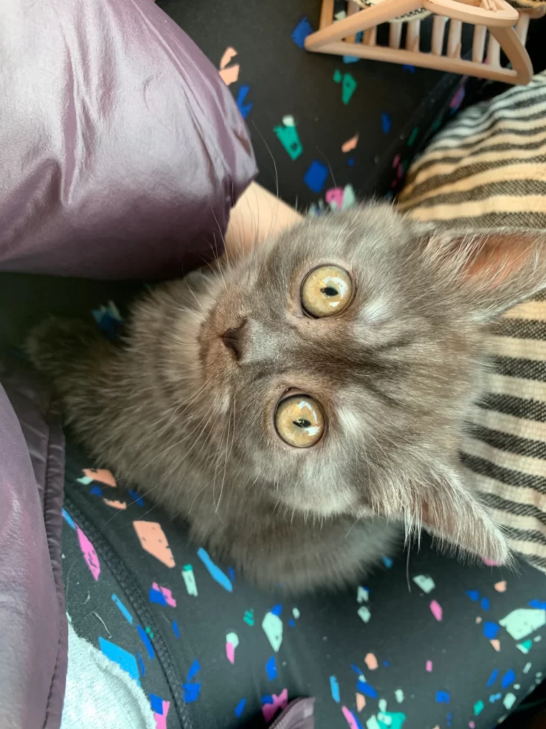 Kitty Palace Cattery - Scottish Kittens For Sale. Customer reviews