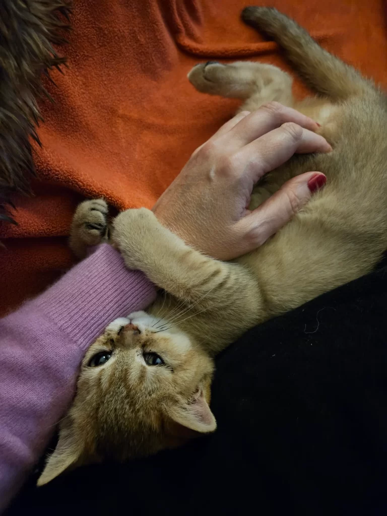 Kitty Palace Cattery - Scottish Kittens For Sale. Customer reviews