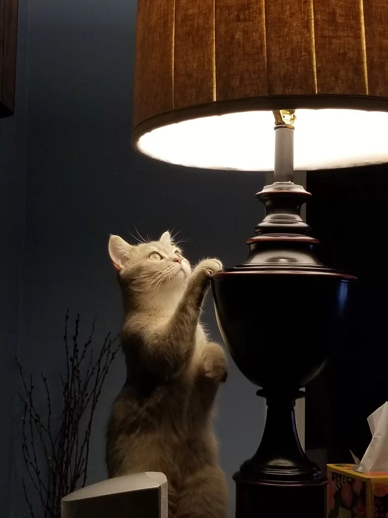 Kitty Palace Cattery - Scottish Kittens For Sale. Customer reviews