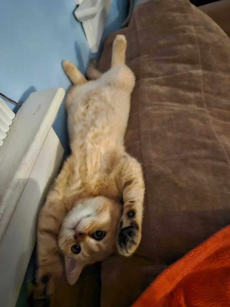 Kitty Palace Cattery - Scottish Kittens For Sale. Customer reviews