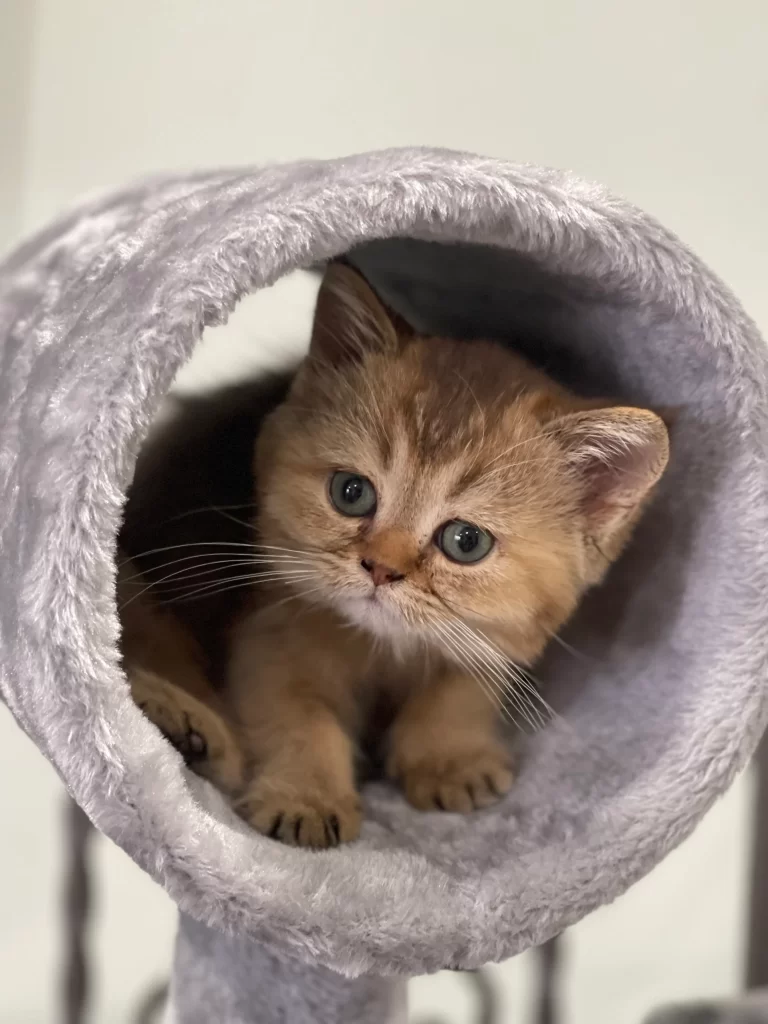 Kitty Palace Cattery - Scottish Kittens For Sale. Customer reviews