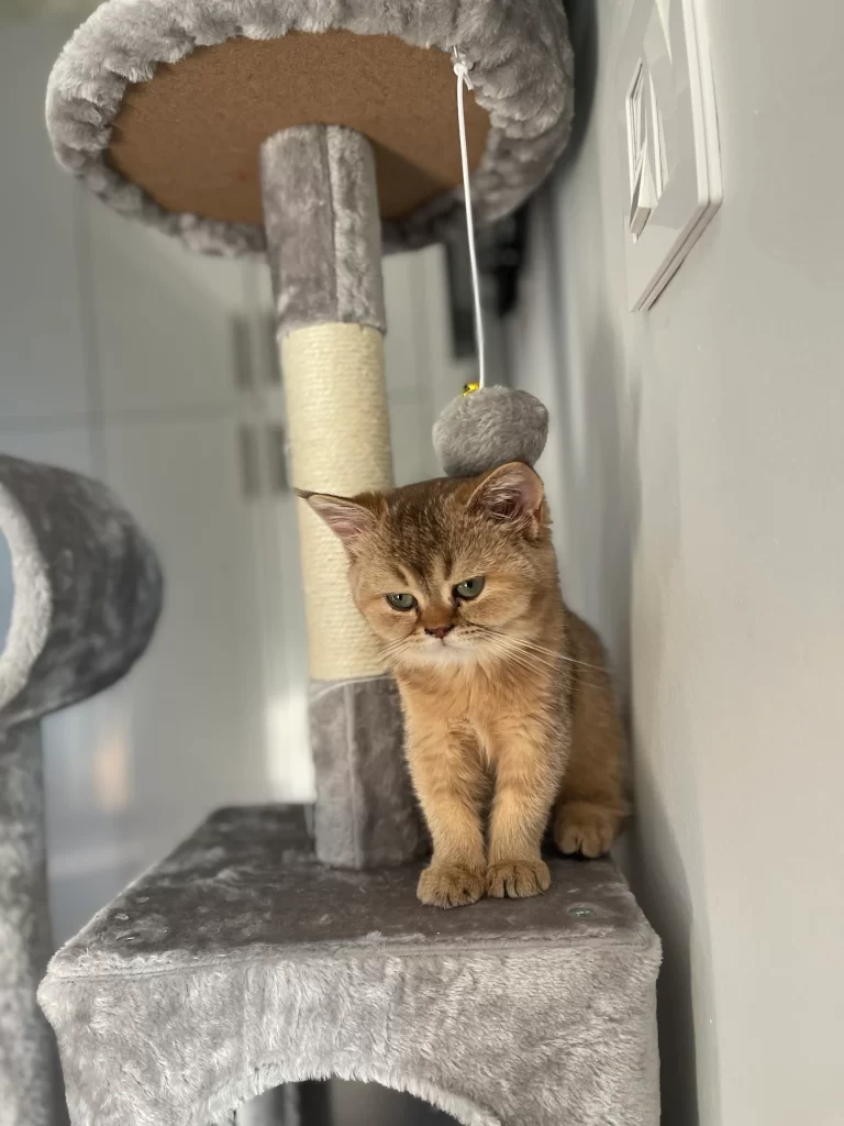 Kitty Palace Cattery - Scottish Kittens For Sale. Customer reviews