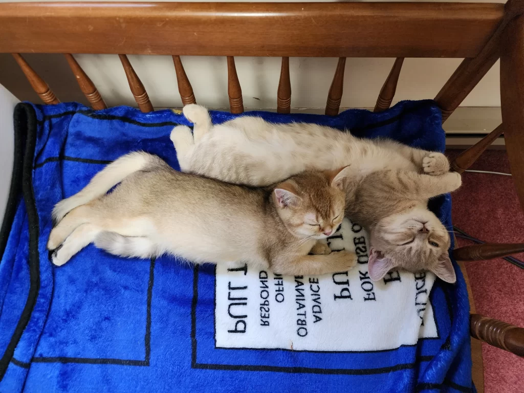 Kitty Palace Cattery - Scottish Kittens For Sale. Customer reviews