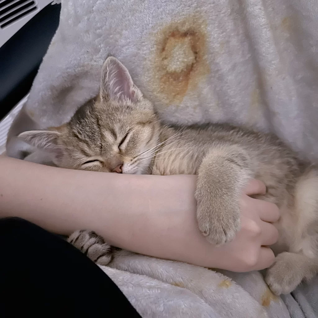 Kitty Palace Cattery - Scottish Kittens For Sale. Customer reviews