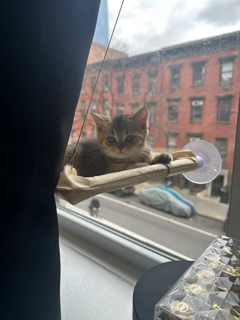 Kitty Palace Cattery - Scottish Kittens For Sale. Customer reviews