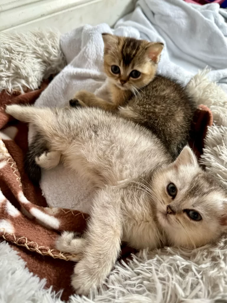 Kitty Palace Cattery - Scottish Kittens For Sale. Customer reviews