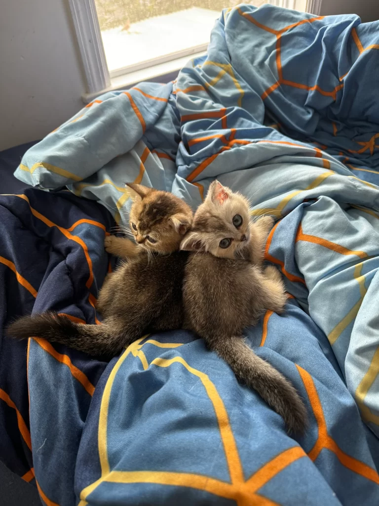 Kitty Palace Cattery - Scottish Kittens For Sale. Customer reviews