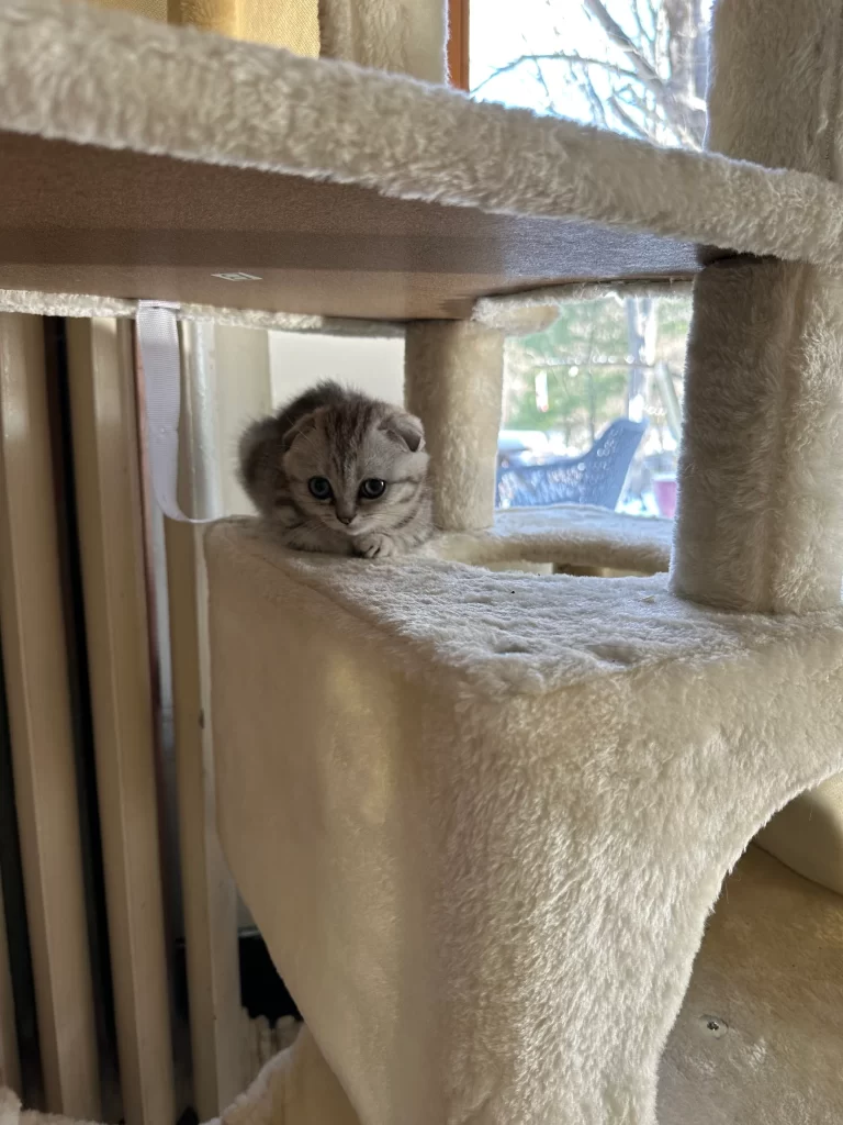 Kitty Palace Cattery - Scottish Kittens For Sale. Customer reviews
