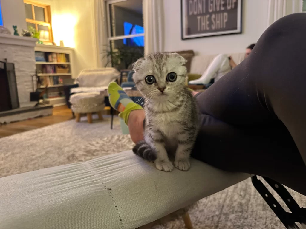Kitty Palace Cattery - Scottish Kittens For Sale. Customer reviews