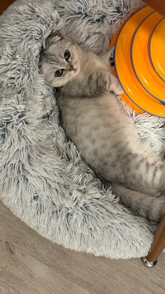 Kitty Palace Cattery - Scottish Kittens For Sale. Customer reviews