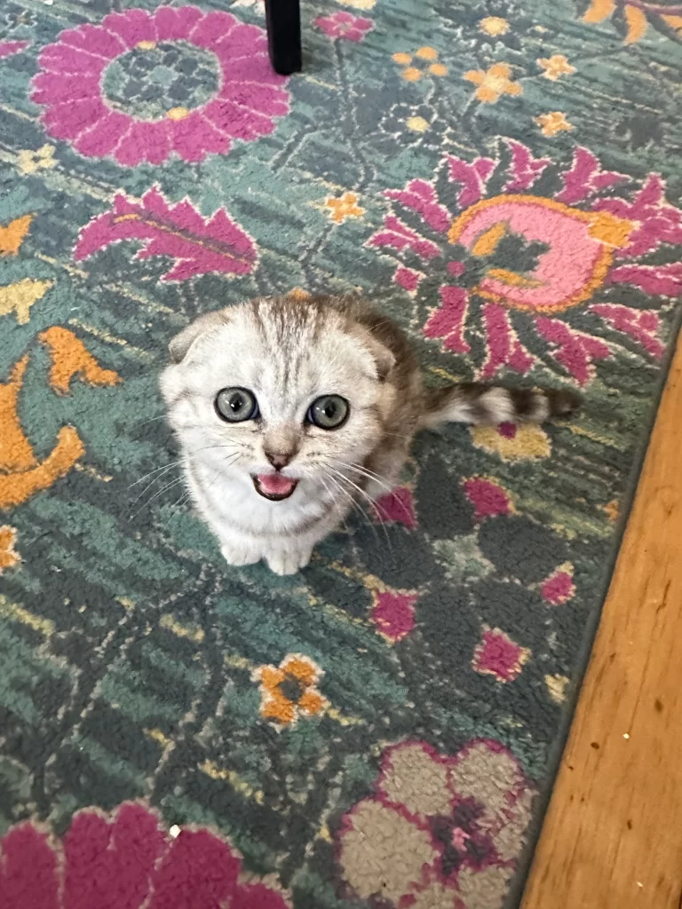 Kitty Palace Cattery - Scottish Kittens For Sale. Customer reviews