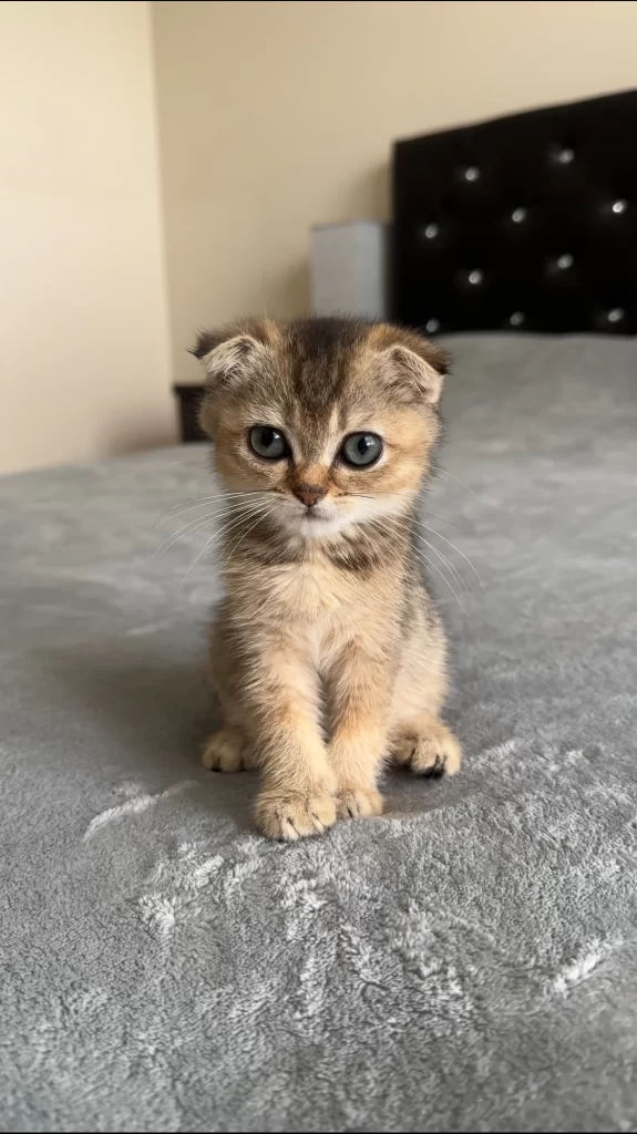 Kitty Palace Cattery - Scottish Kittens For Sale. Customer reviews