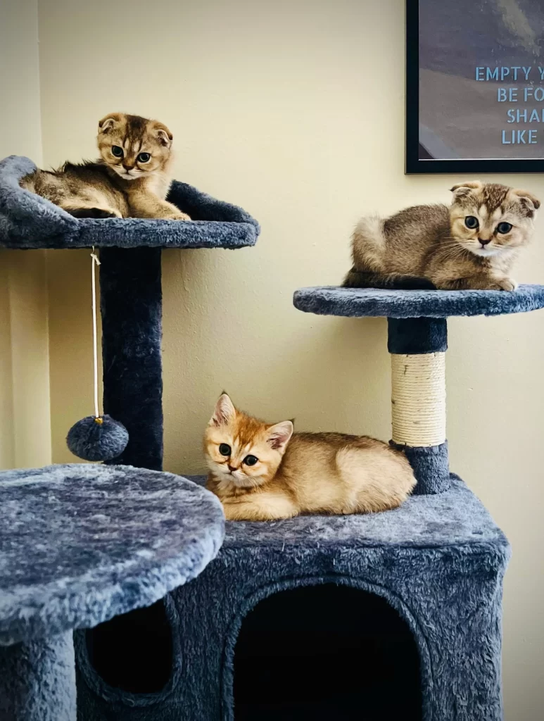 Kitty Palace Cattery - Scottish Kittens For Sale. Customer reviews