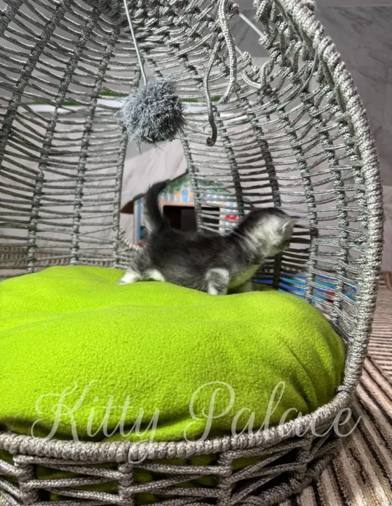 A curious kitten explores a stylish woven egg chair with a vivid lime-green cushion, creating a warm