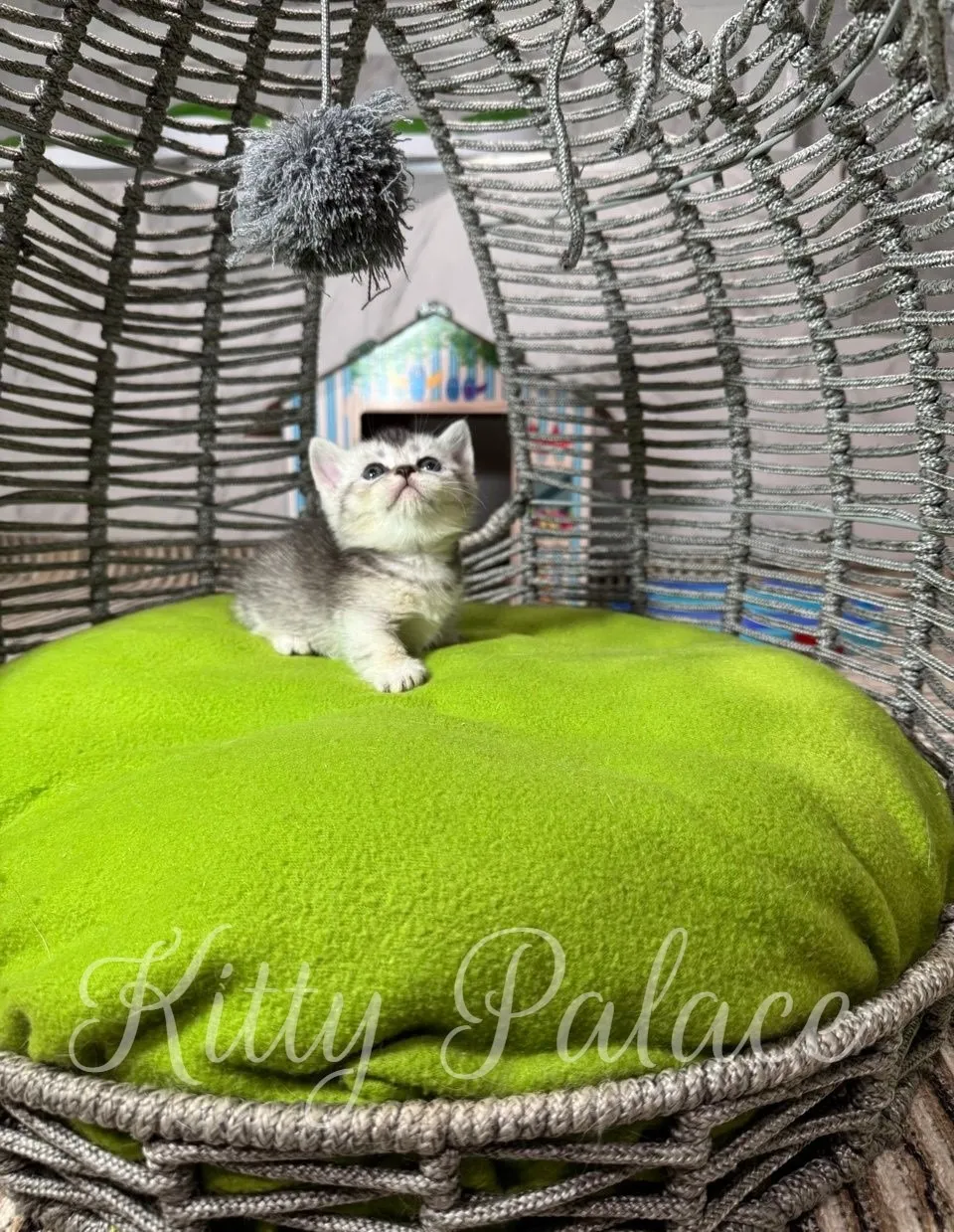 A curious kitten sits on a vivid green blanket inside a woven wicker chair, gazing upward with wonder.