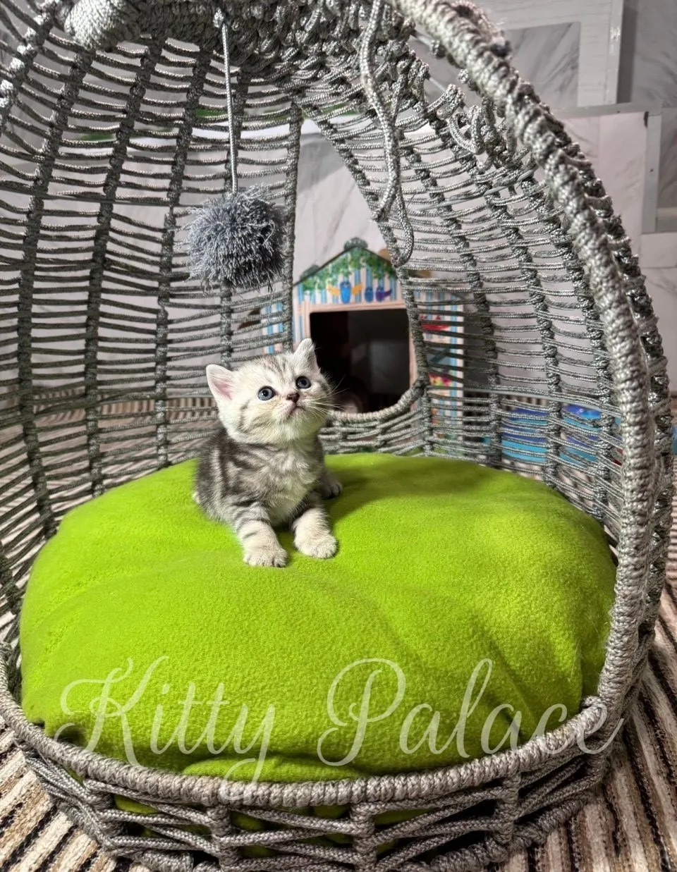 A curious silver scottish straight kitten sits on a vibrant lime-green blanket inside a metallic woven dome chair