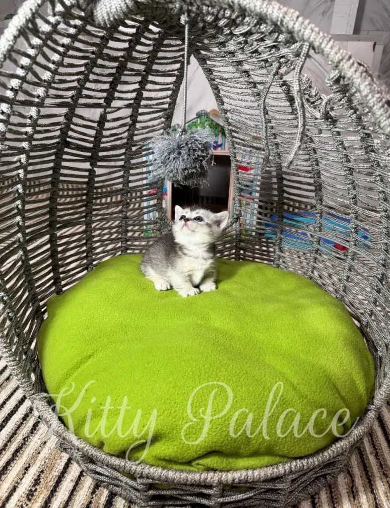 A cute munchkin silver chinchilla kitten sits in a woven wicker basket with a vibrant lime cushion, gazing upward at a fluffy toy