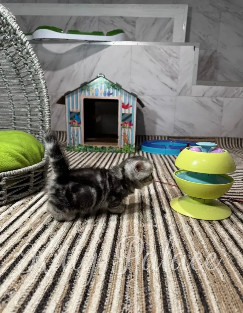 A small fluffy kitten explores a bright, multi-layered toy beside a miniature beach house