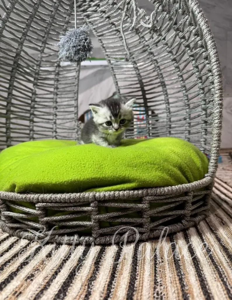 A small gray and white kitten rests on a vibrant green cushion inside a gray woven hanging chair, creating a cozy