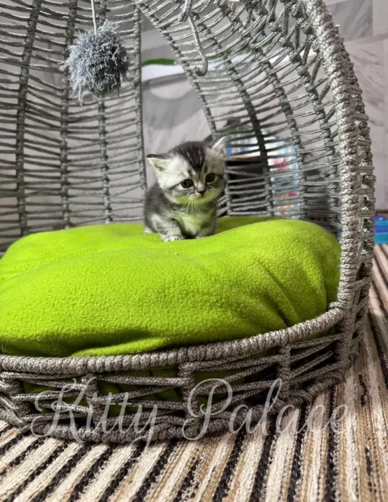 A small kitten sits on a vivid lime-green cushion inside a silver woven basket, creating a charming indoor scene perfect for pet