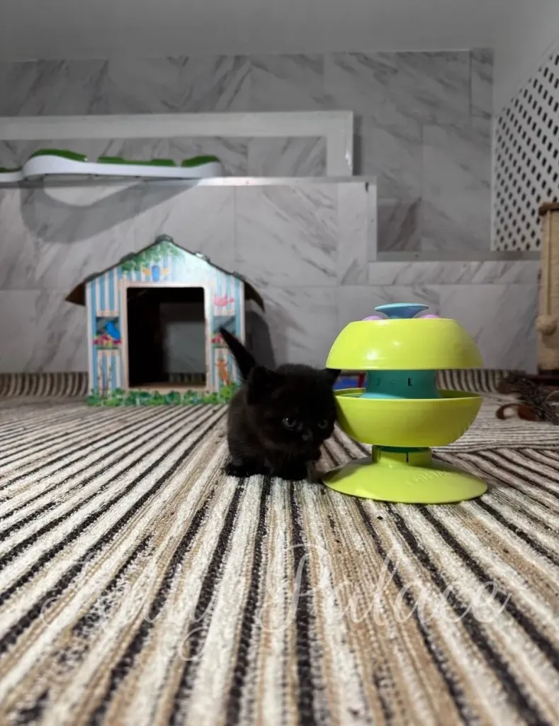 A tiny kitten investigates a lime-green spinning top on a striped rug, with a decorative dollhouse in the background