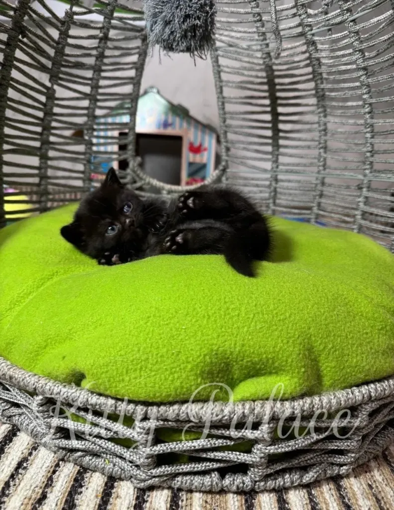 A tiny black munchkin kitten lounges on a vivid lime cushion inside a decorative wire basket chair