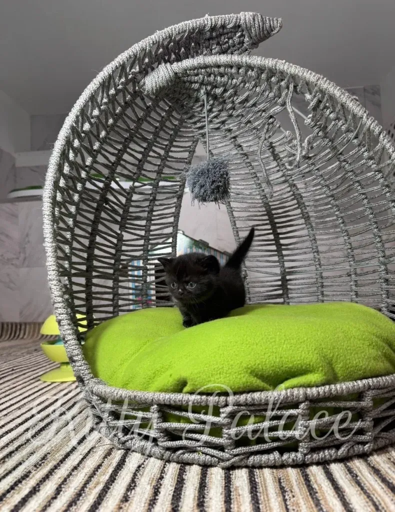 A tiny kitten sits on a vivid green cushion inside a silver woven hanging chair, presenting a cozy