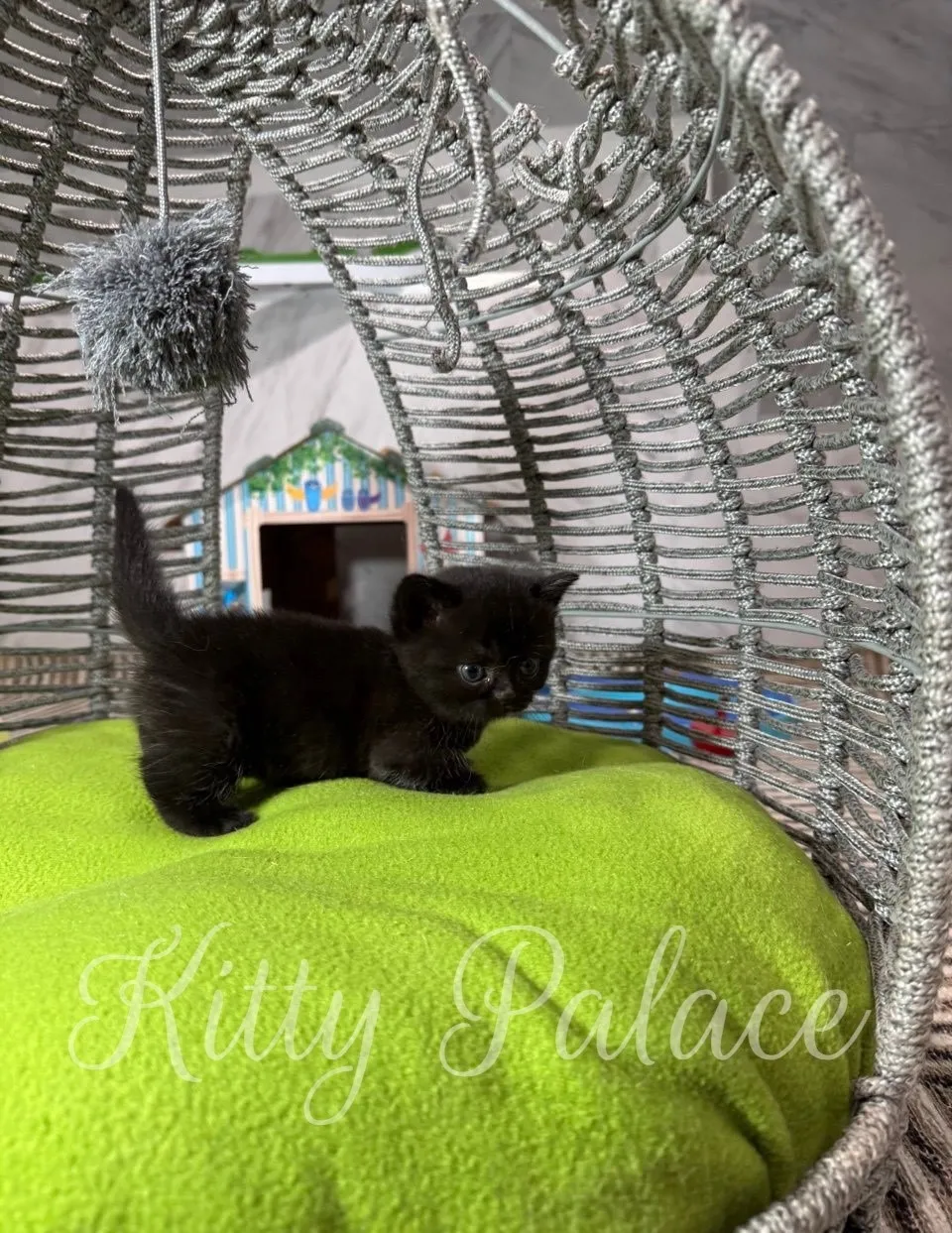 A tiny black munchkin kitten stands on a vivid green blanket inside a curved metallic chair, gazing curiously ahead