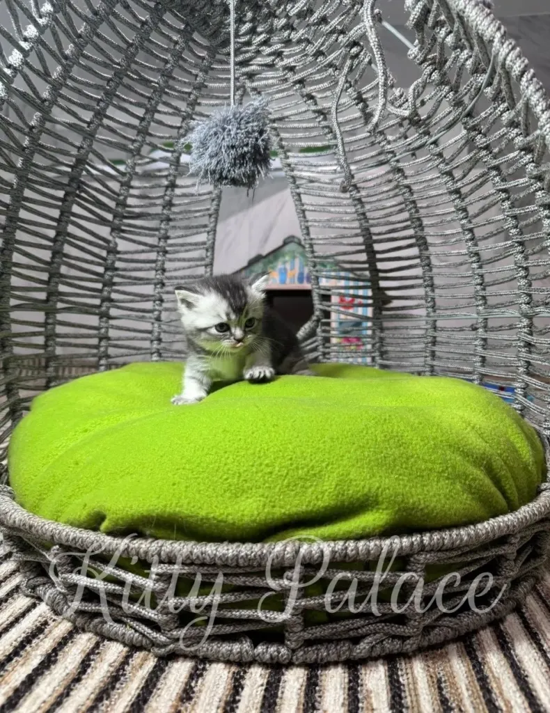 A tiny curious kitten explores a cozy wicker egg chair, perched on a vibrant lime-green cushion