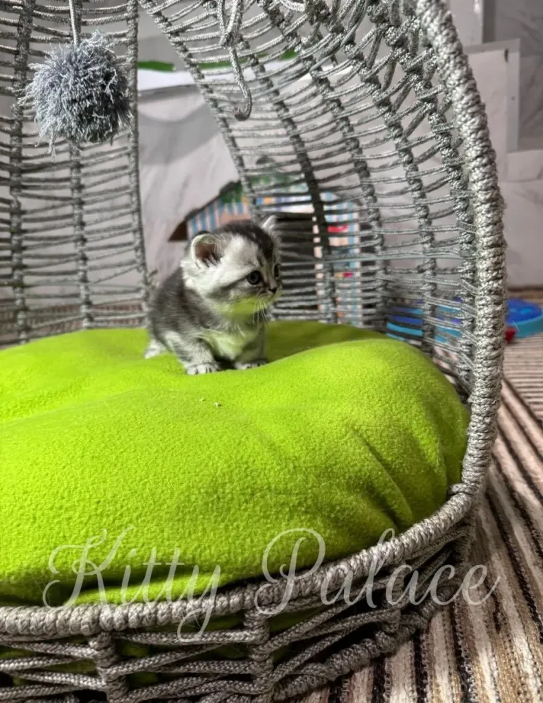 A tiny gray and white kitten sits calmly on a vivid green cushion inside a decorative silver wicker chair