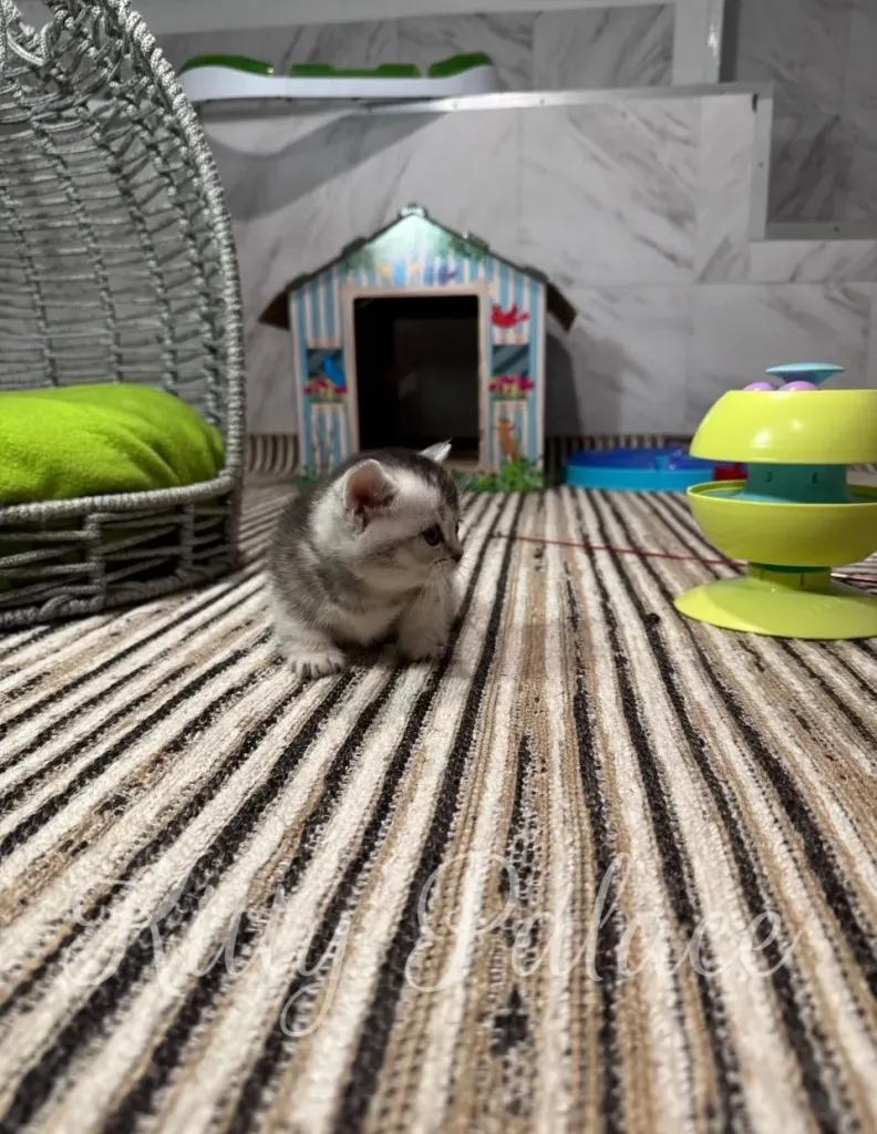 A tiny gray and white kitten sits on a striped rug in a modern home