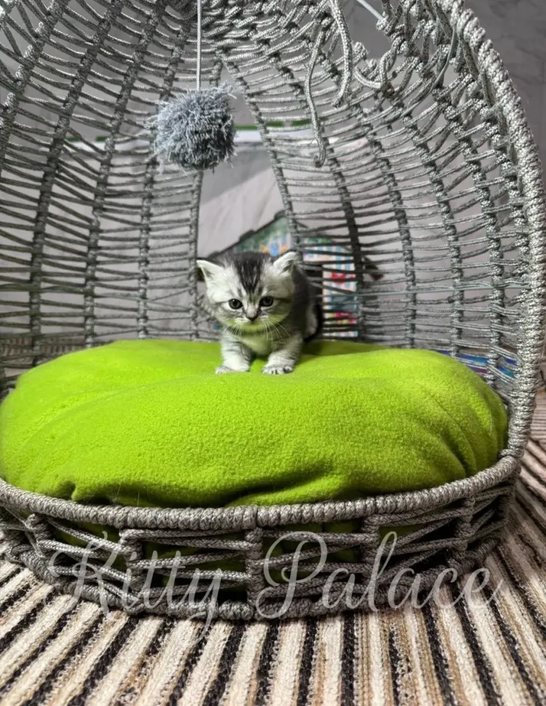 A munchkin black silver kitten stands on a vibrant lime-green cushion inside a woven wicker chair, radiating warmth, curiosity