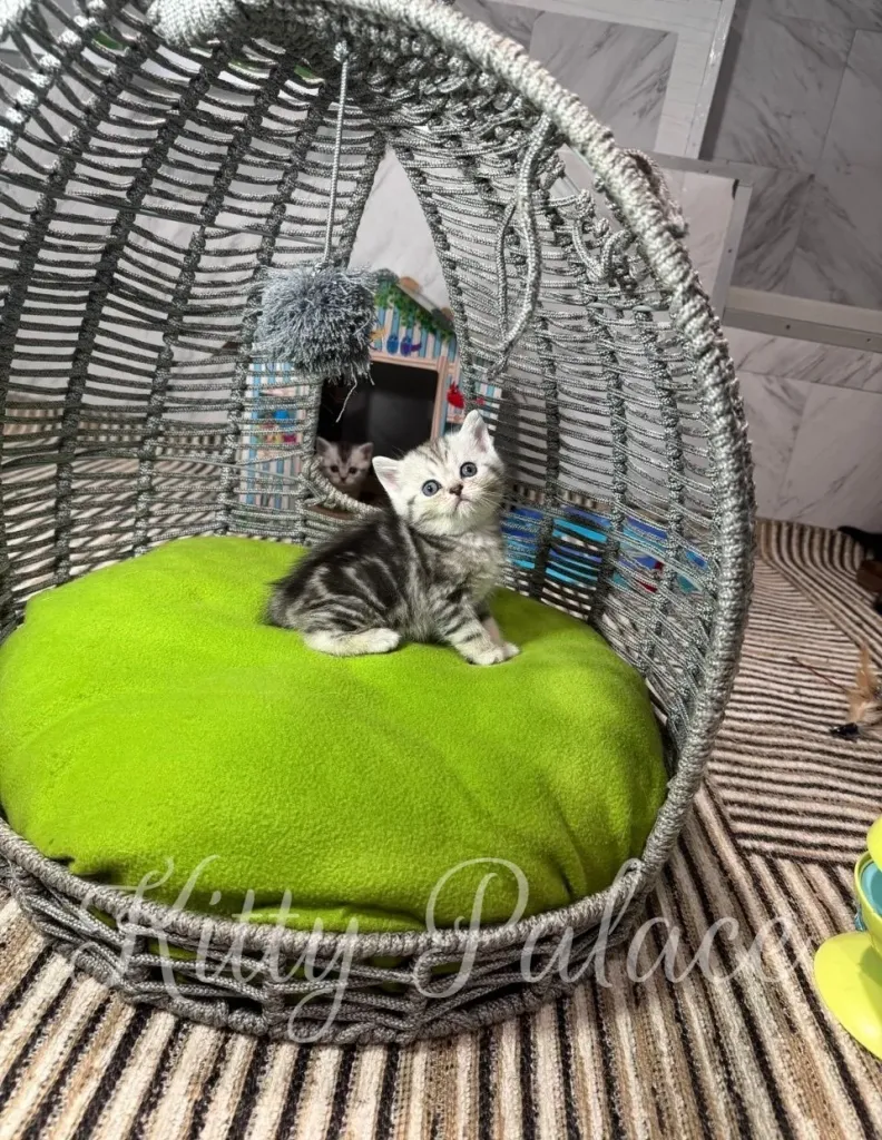 A tiny gray kitten sits on a bright green cushion inside a metallic woven basket
