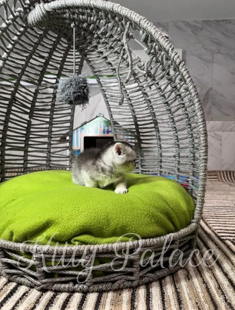 A tiny kitten explores a rounded wicker chair lined with a vivid lime-green cushion