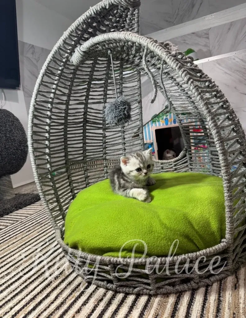 A tiny kitten relaxes inside a stylish gray wicker dome chair, resting on a vivid green cushion