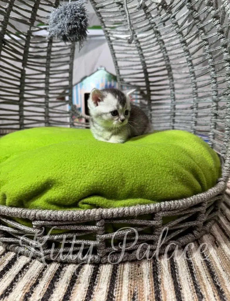A tiny kitten sits calmly on a vivid green cushion inside a woven wicker chair