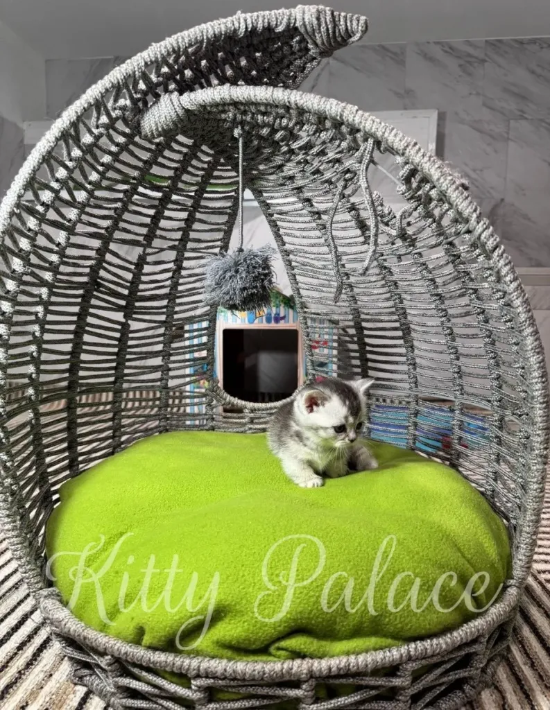 A tiny kitten sits on a bright green cushion inside a silver wicker dome bed, creating a cute