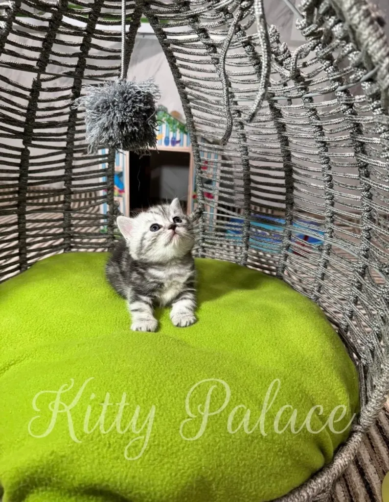 munchkin black silver marble kitten sits on a bright green cushion inside a woven wicker chair, gazing upward with curiosity