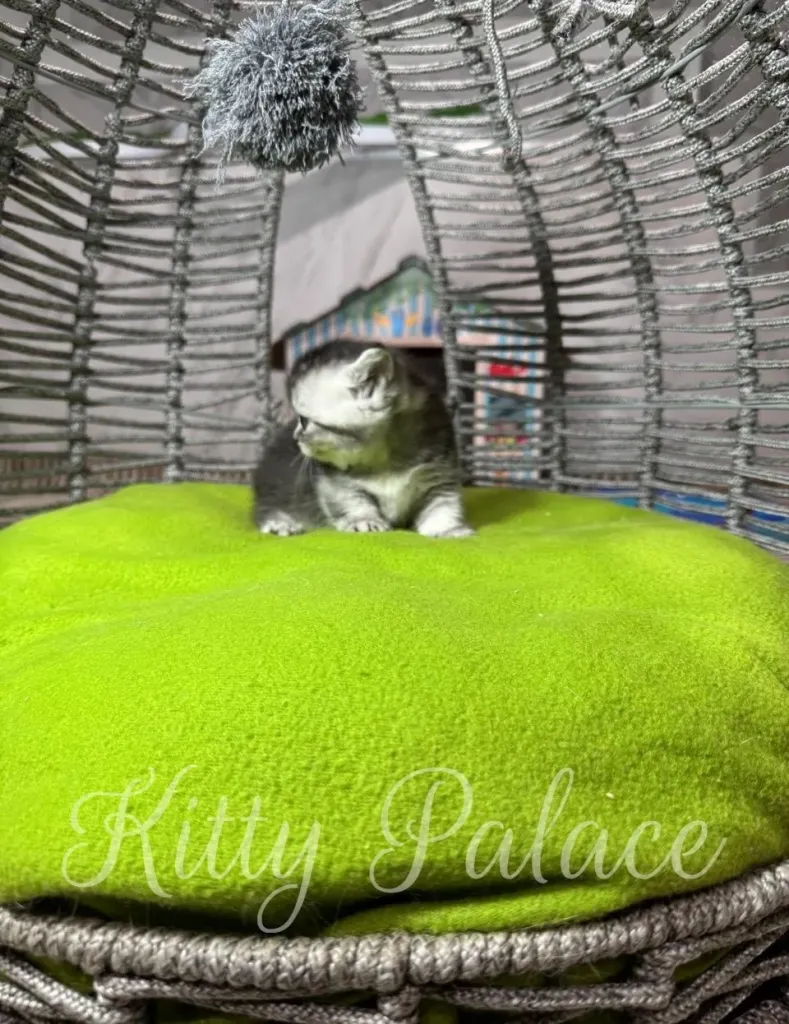 A tiny kitten sits on a vivid green cushion inside a decorative woven chair, looking off to the side