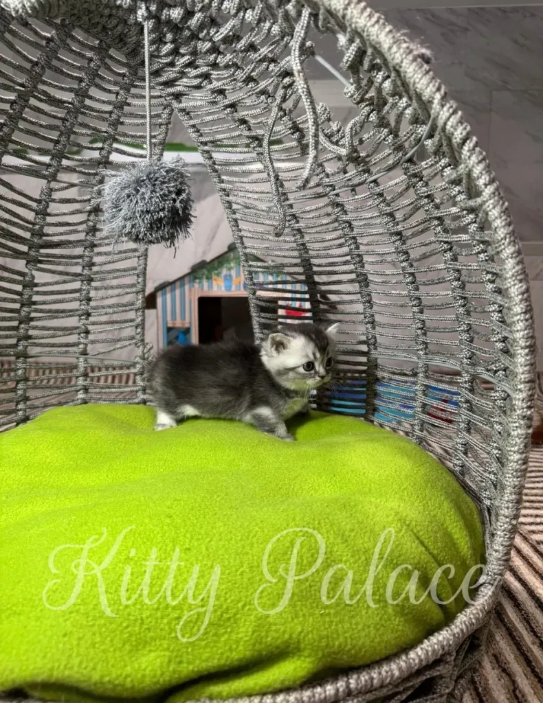 A young gray and white kitten investigates a contemporary silver braided hanging chair, perched on a vibrant lime cushion