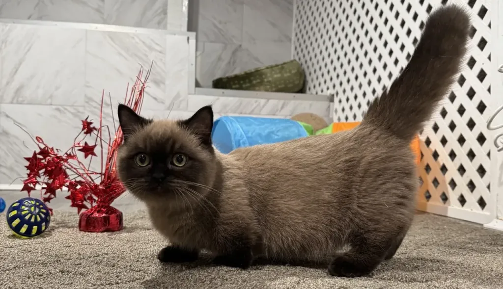 About Munchkin Kittens – Price, Personality & Care