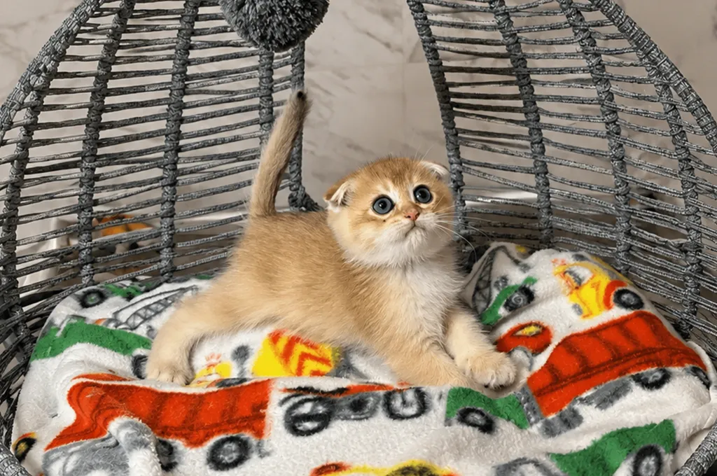 About-Scottish-Fold-Kittens-–-Traits-Care-Personality