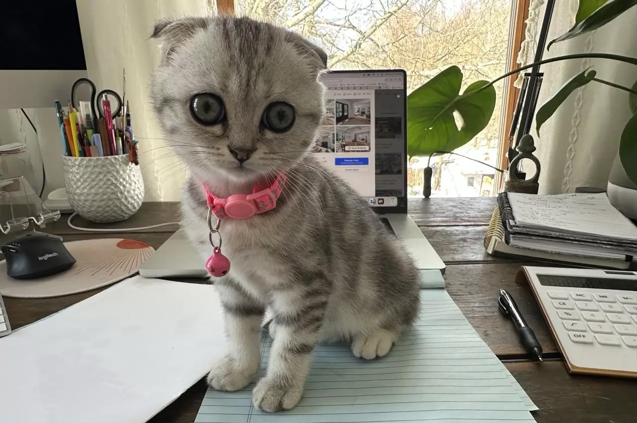 About Scottish Fold Kittens – Traits, Care & Personality