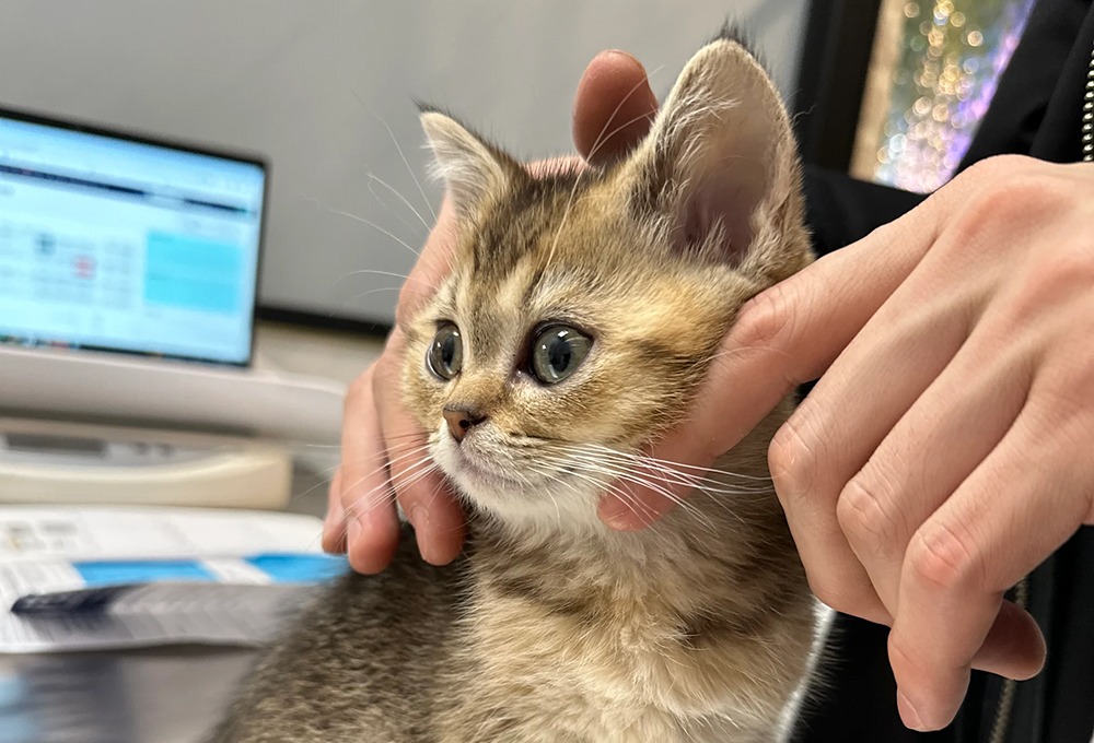 About Scottish Straight Kittens – Personality, Care, and Traits